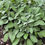 Thumbnail: Broadleaf Sage (perennial)
