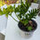 Thumbnail: Split Leaf Philodendron - XL