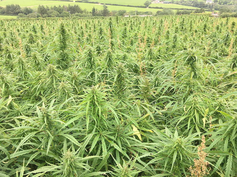Thumbnail: Premium Welsh Industrial Hemp Seed (20kg)