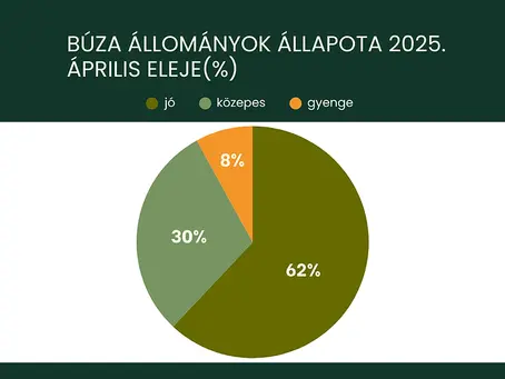 A kalászosok intenzív fejlődése - folytatódik a "hozamvadászat"