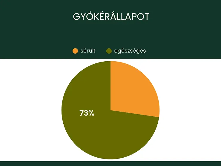 A repcék gyökéregészségének megoszlása a vizsgált területen