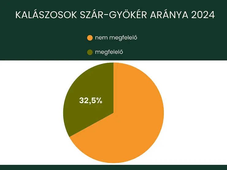 sok szár-gyökér arányának alakulása 2024.