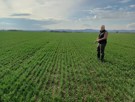 Őszi vetésű növényállományok tavaszi fejlődésének vizsgálata