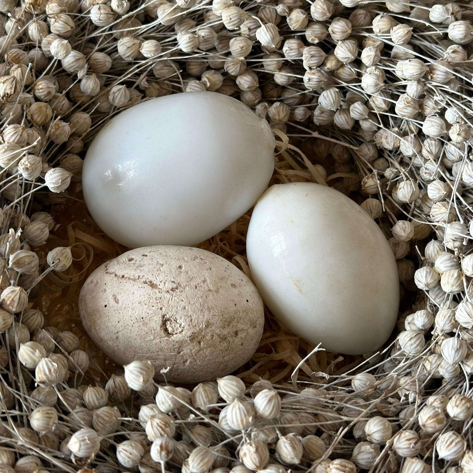 French vintage broody eggs