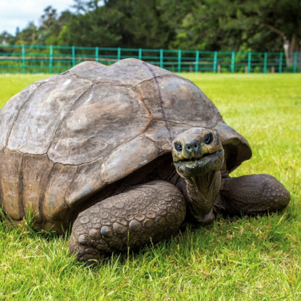 Jonathan The Really Old Tortoise