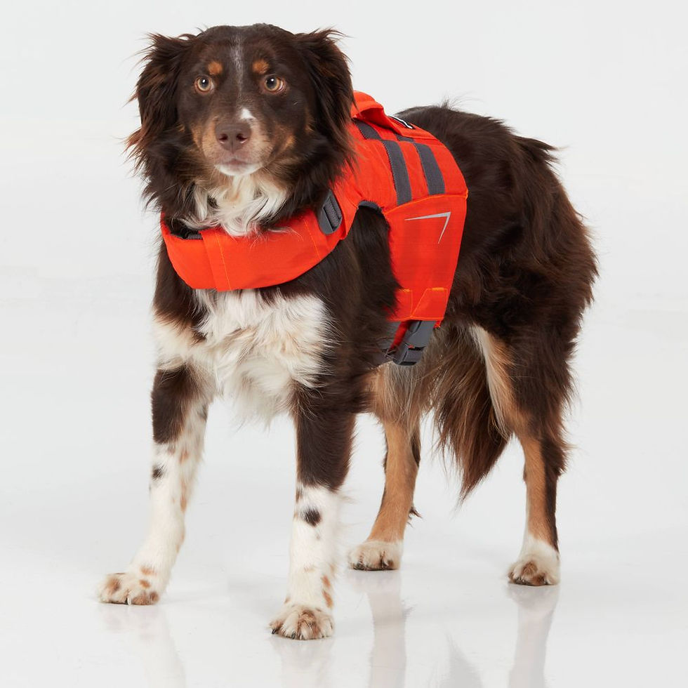 Thumbnail: Dog Canine Flotation Device Orange on Dog