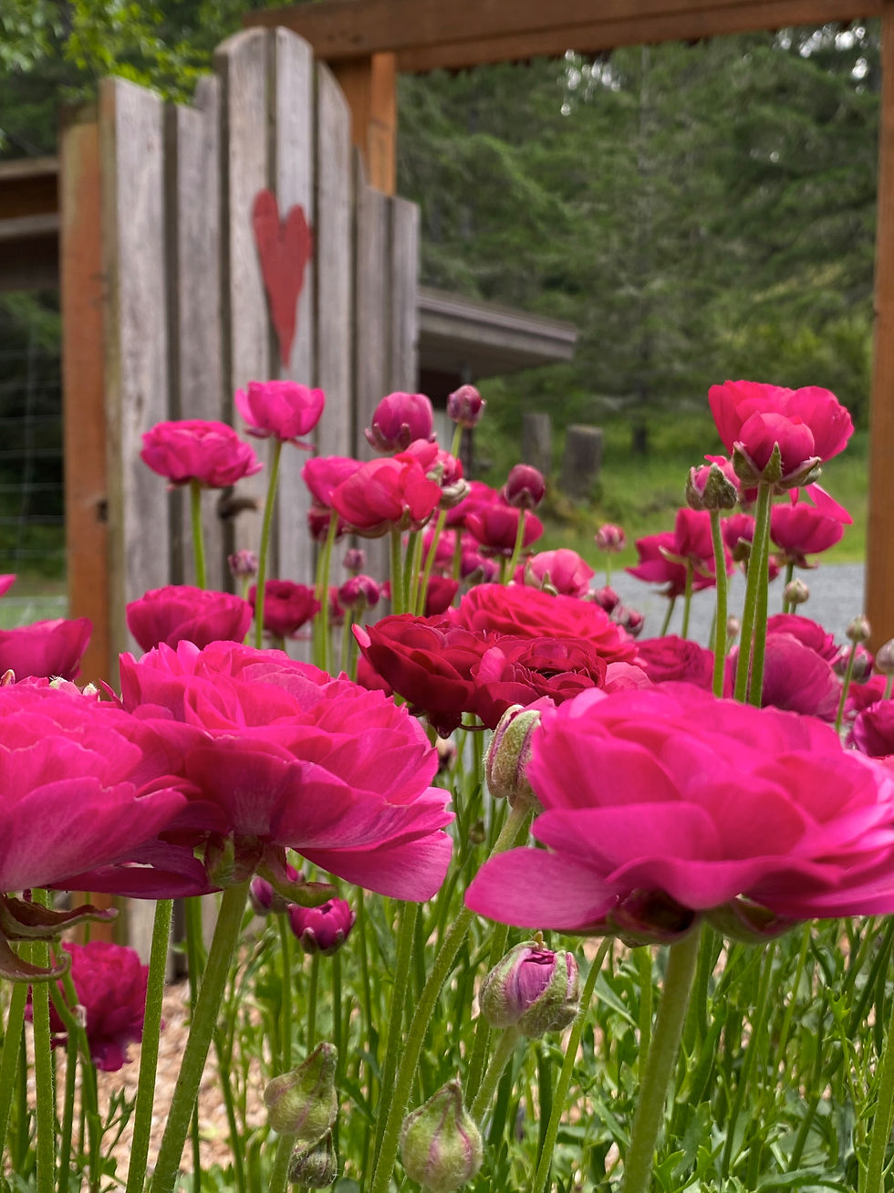 Spring in the garden