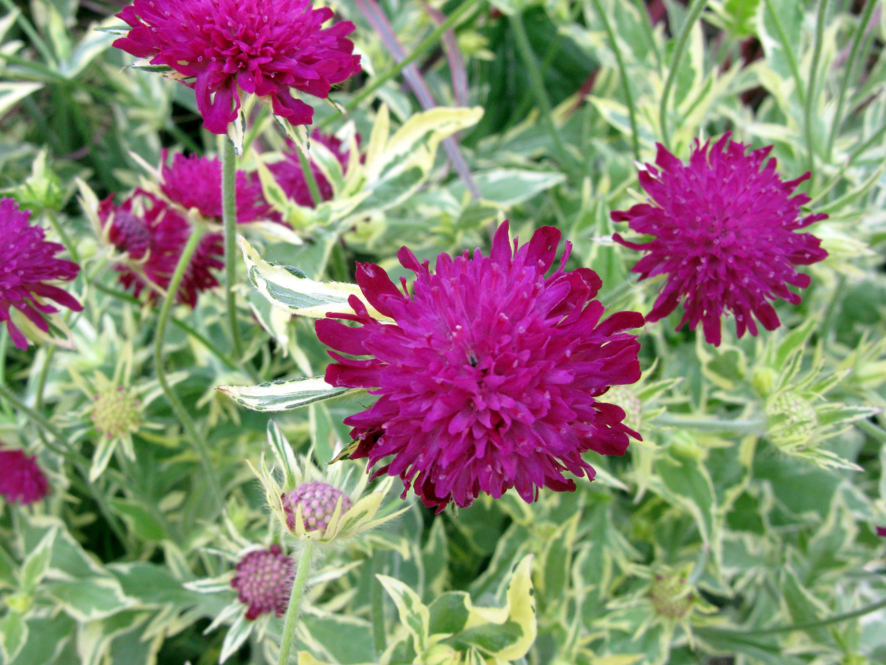 Knautia Thunder & Lightning