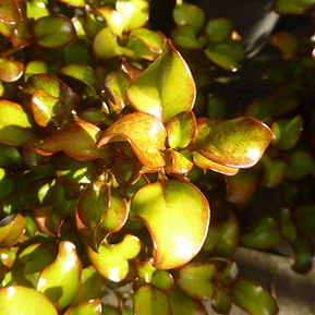 Coprosma Pina Colada