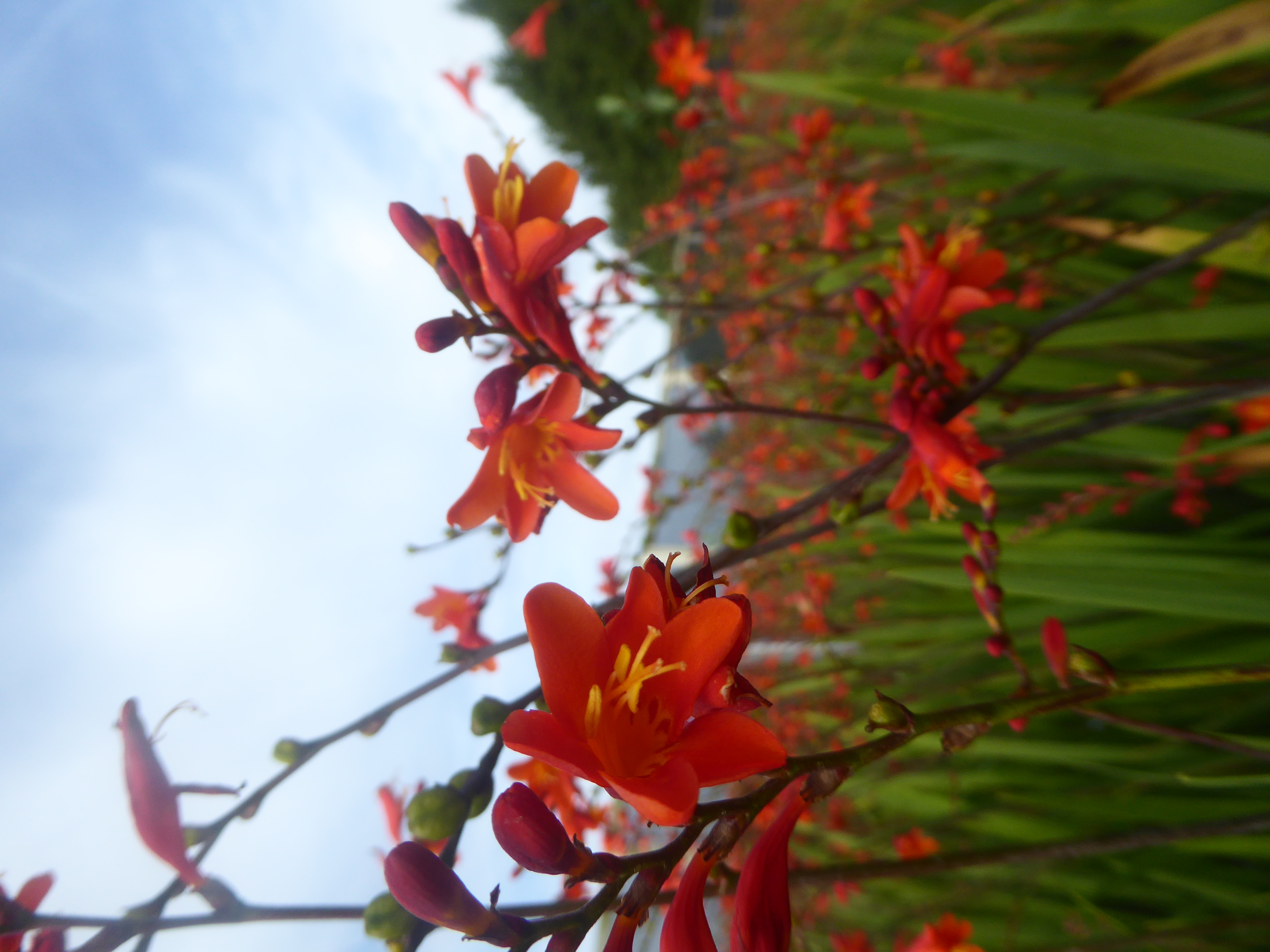 CROCOSMIA Red King