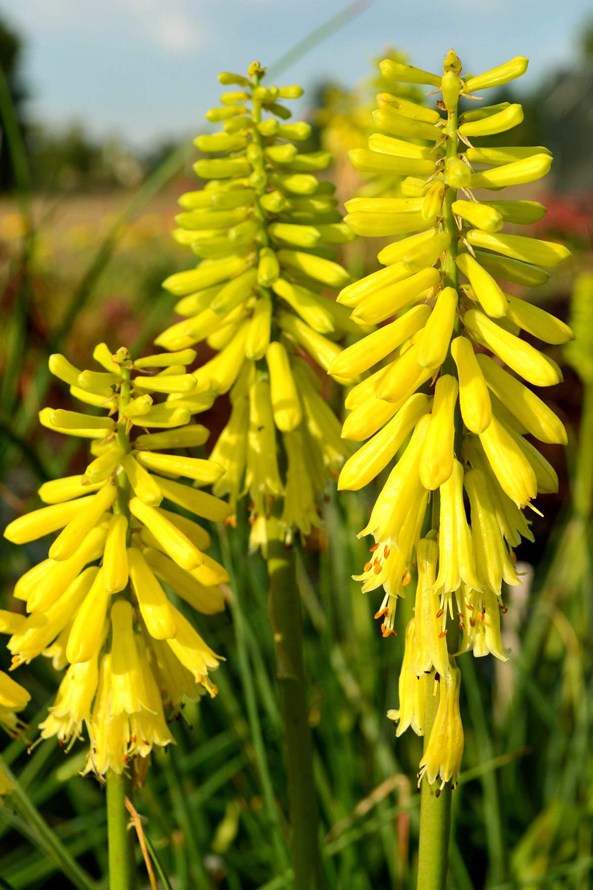 Knifophia Lemon Popsicle
