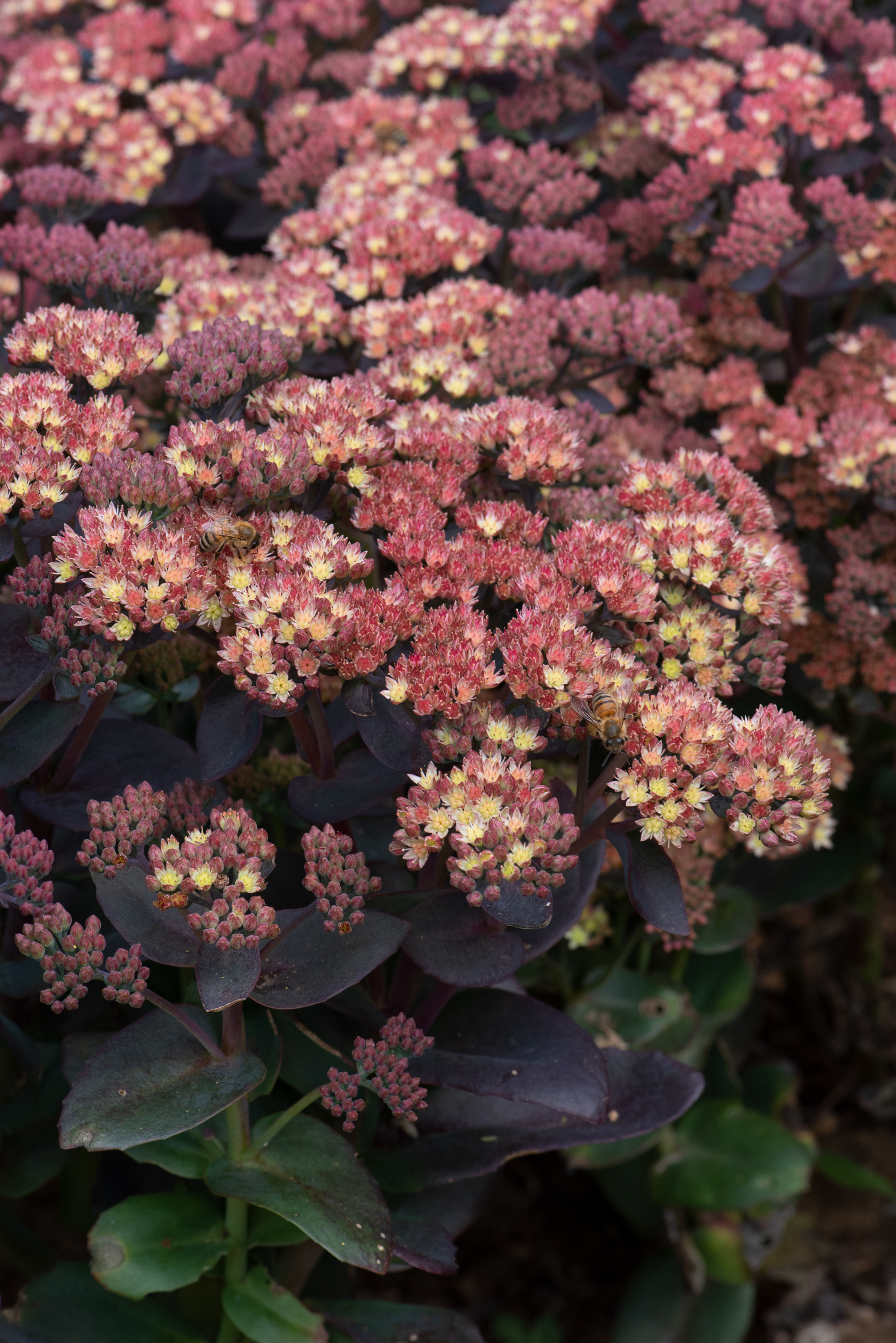 Sedum Conga Line