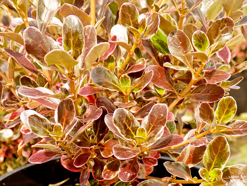 COPROSMA Pacific Dawn (INSP)/3