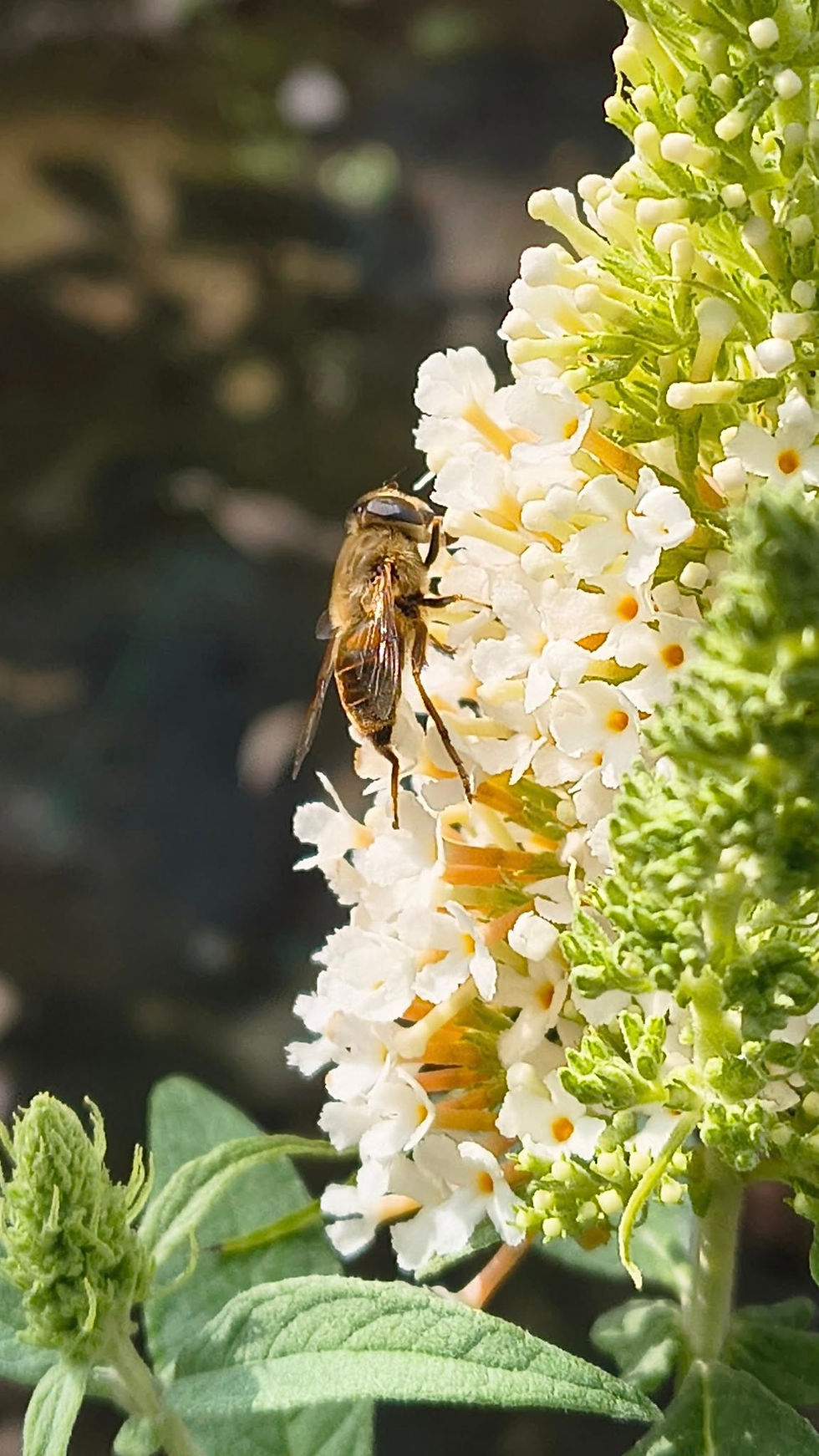 Buddleia Butterfly Candy Little White 3.jpg