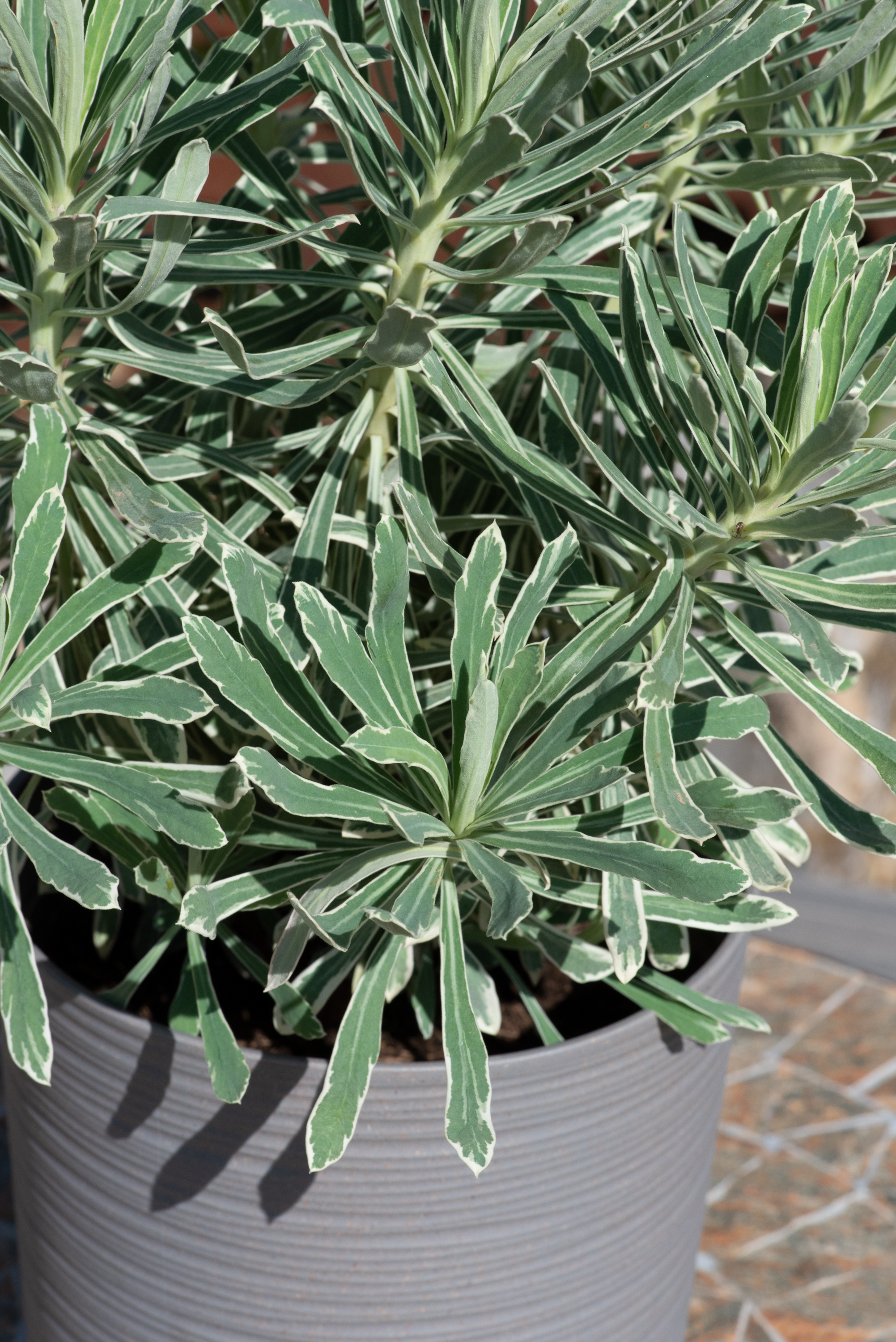 Euphorbia Silver Edge