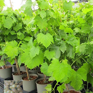 Vitis Flame