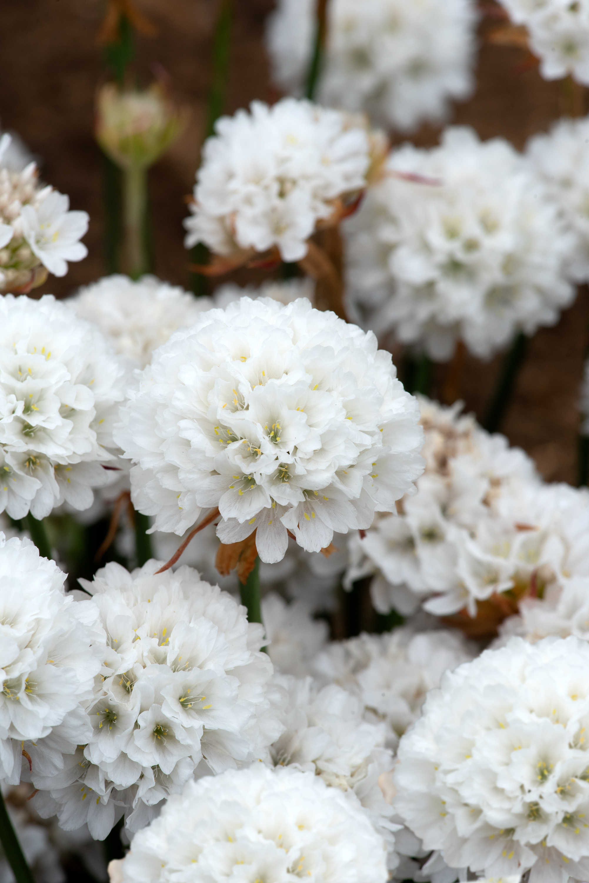 Armeria Dream Clouds