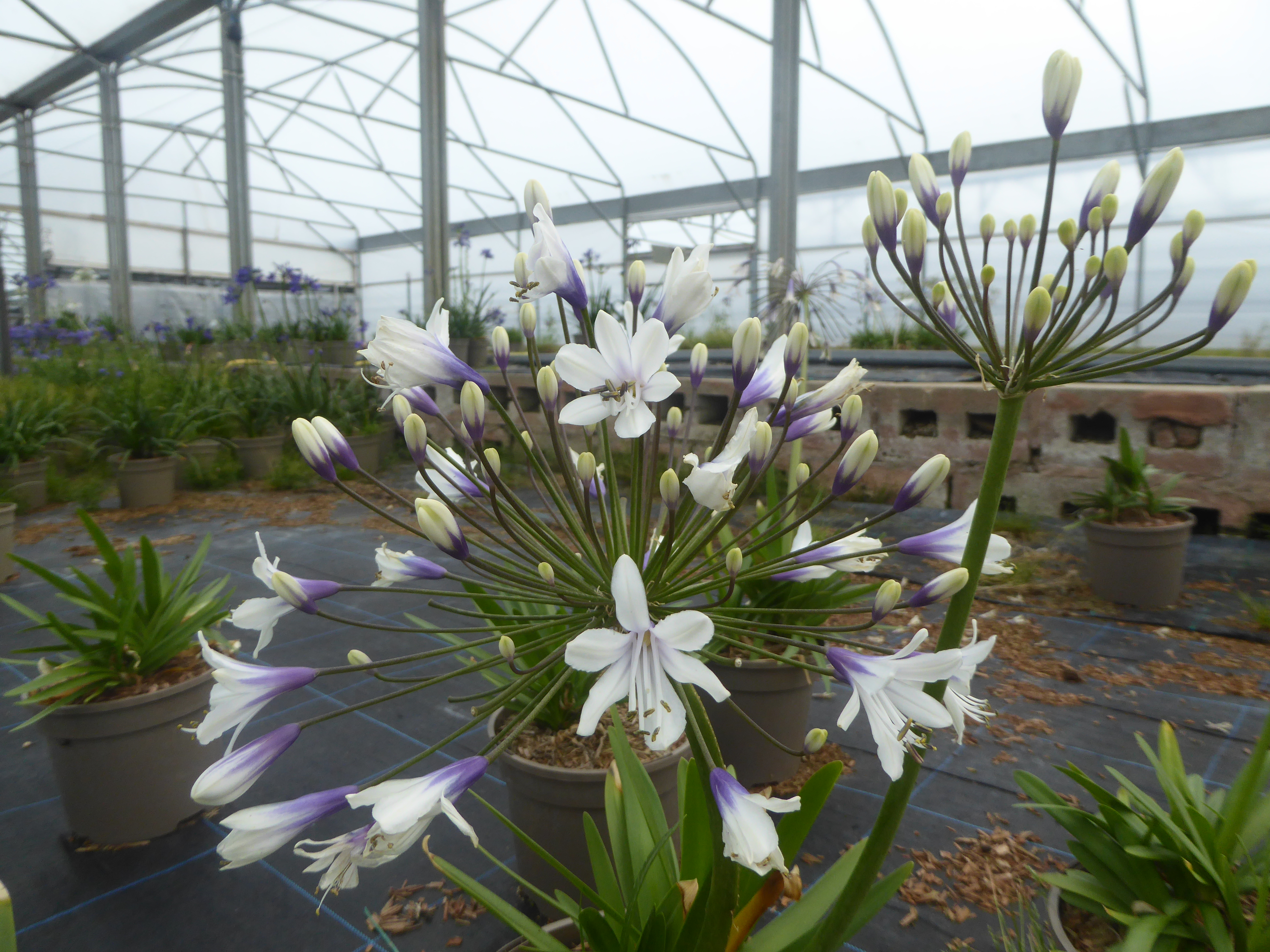 AGAPANTHUS FIREWORKS
