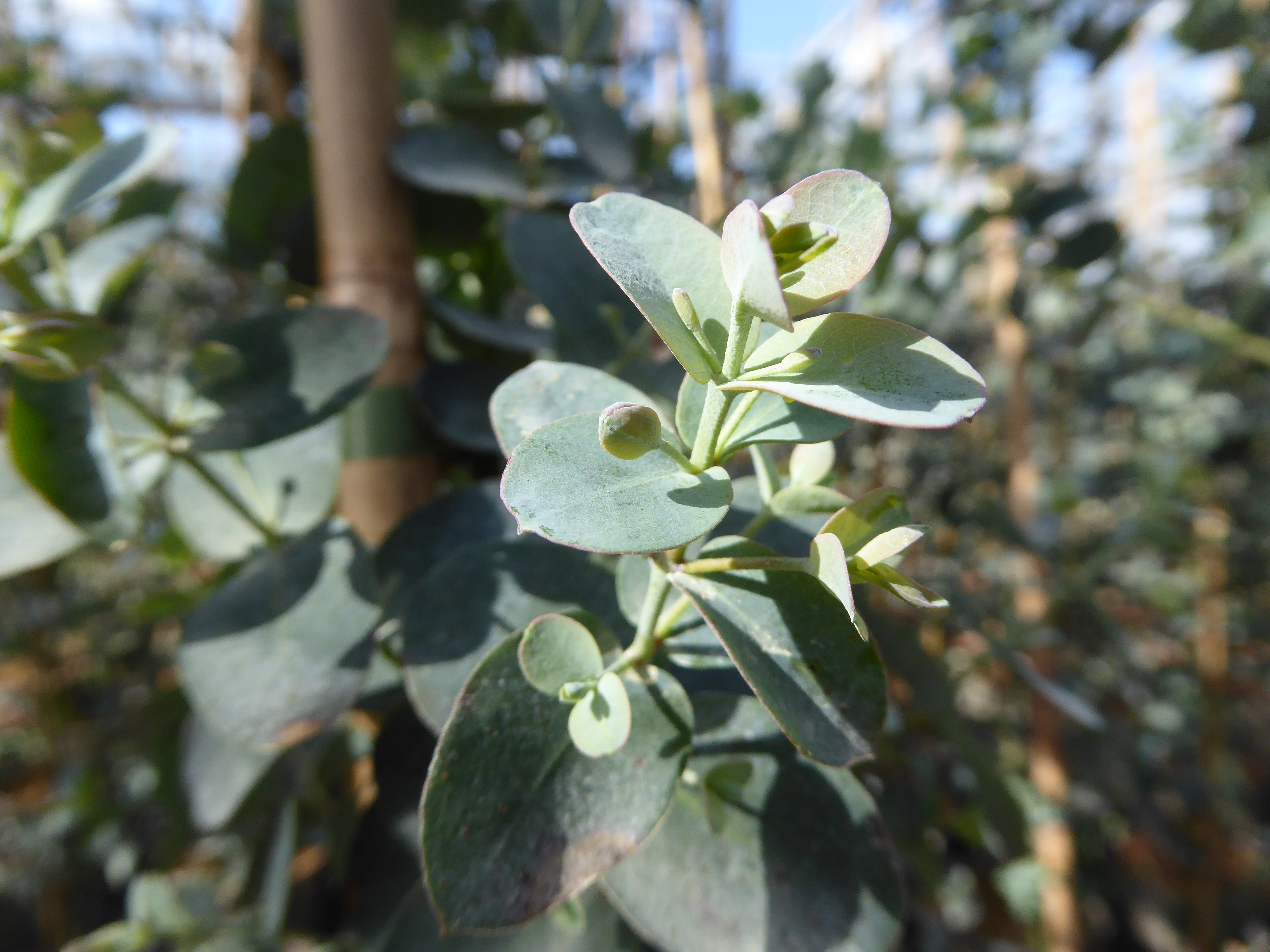 Eucalyptus Silver Dollar
