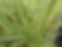 Phalaris Feesey