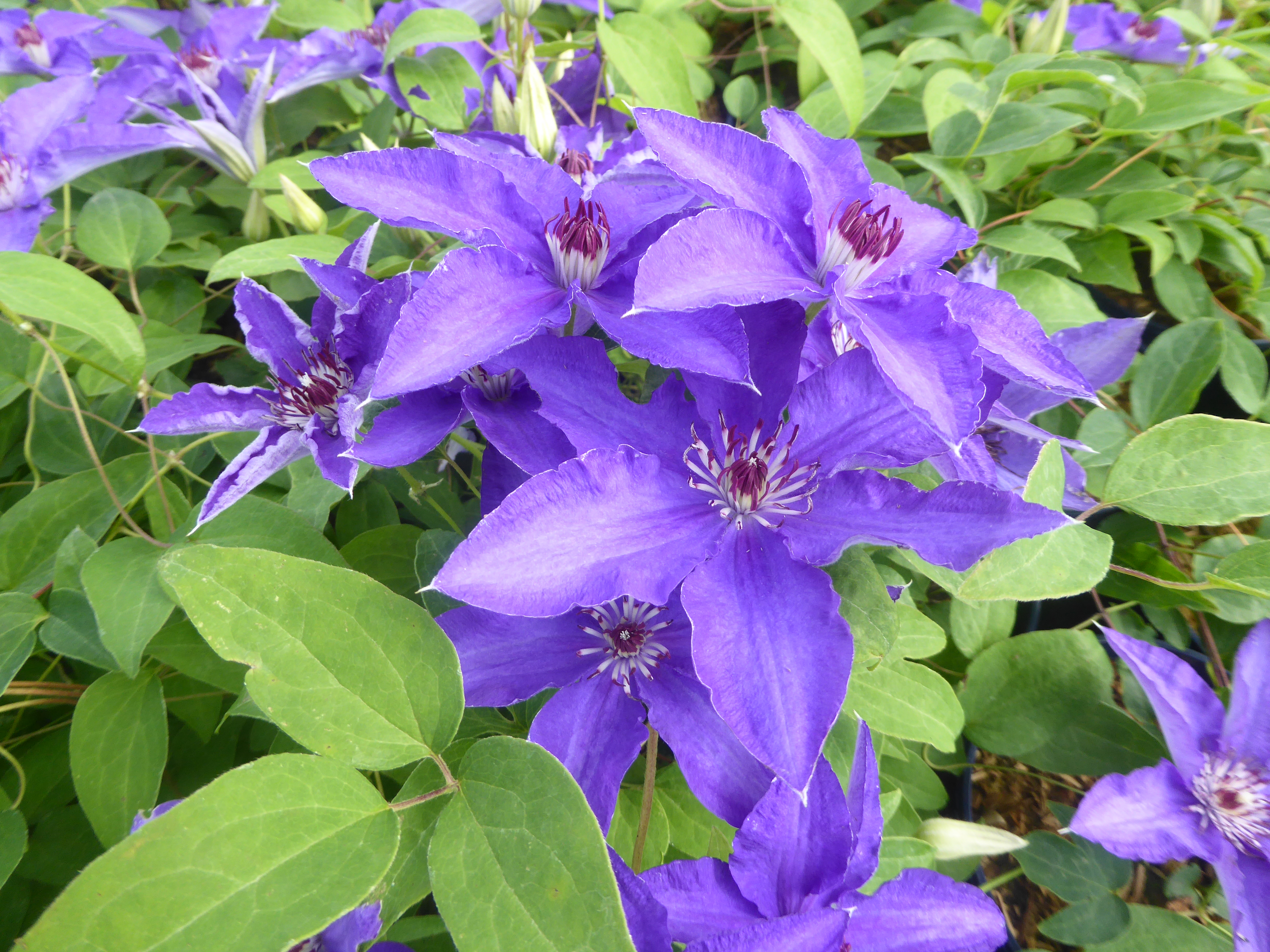 Clematis Lindsay