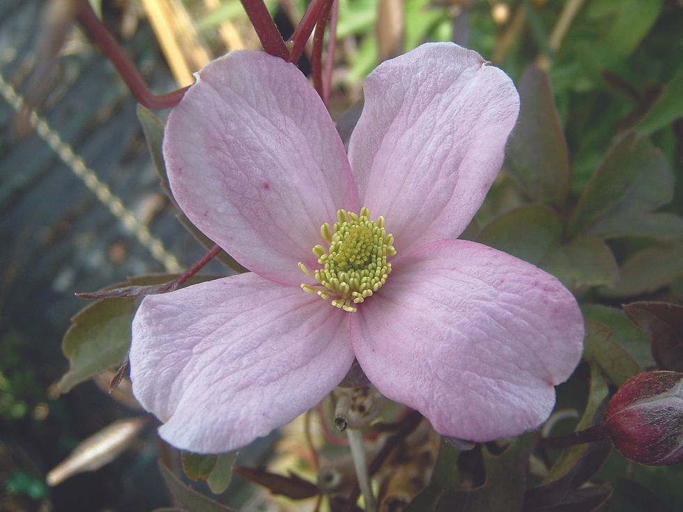 CLEMATIS mont Rubens (pink) [INSP]/3LD