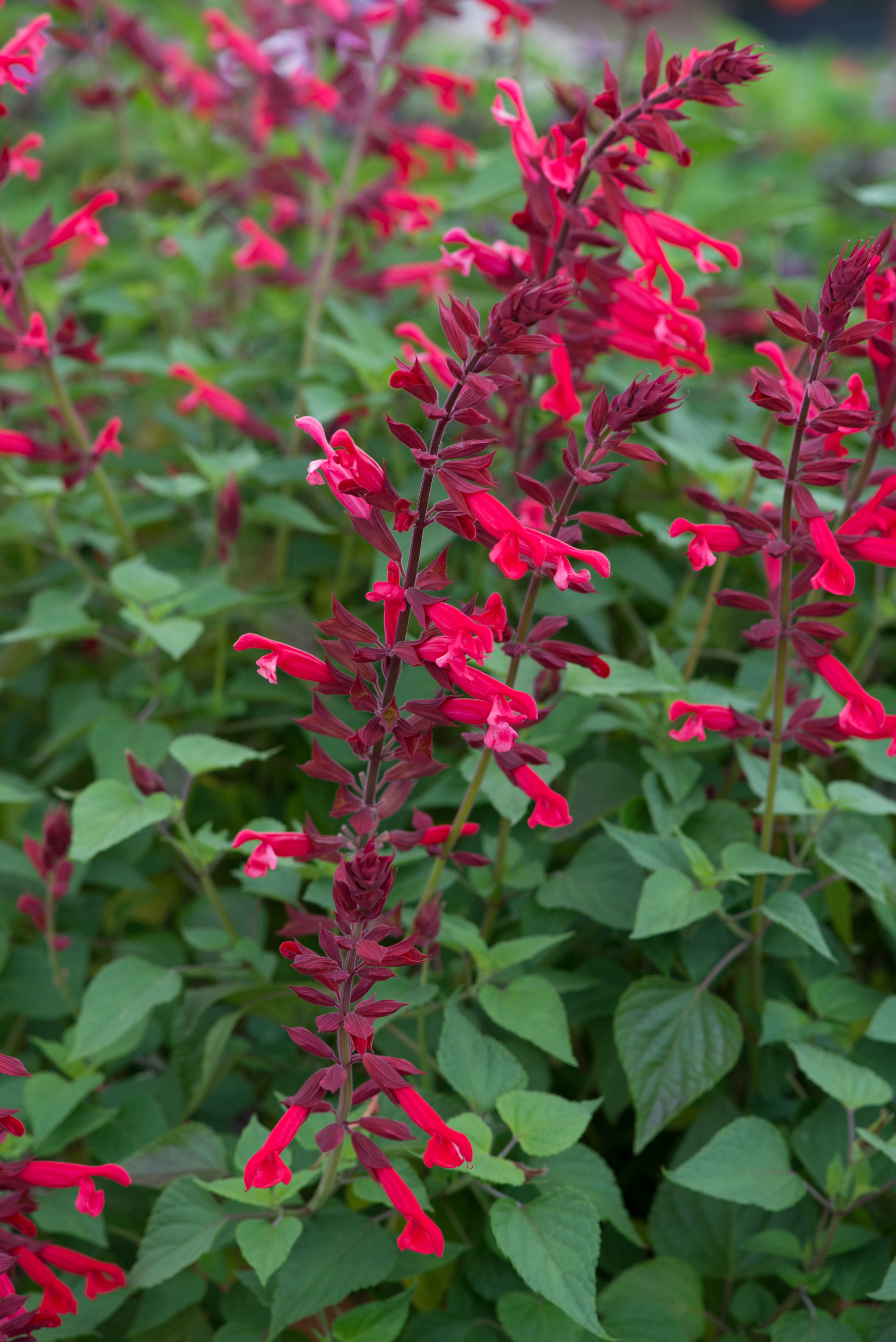 Salvia Roman Red