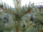 Christmas Tree.JPG