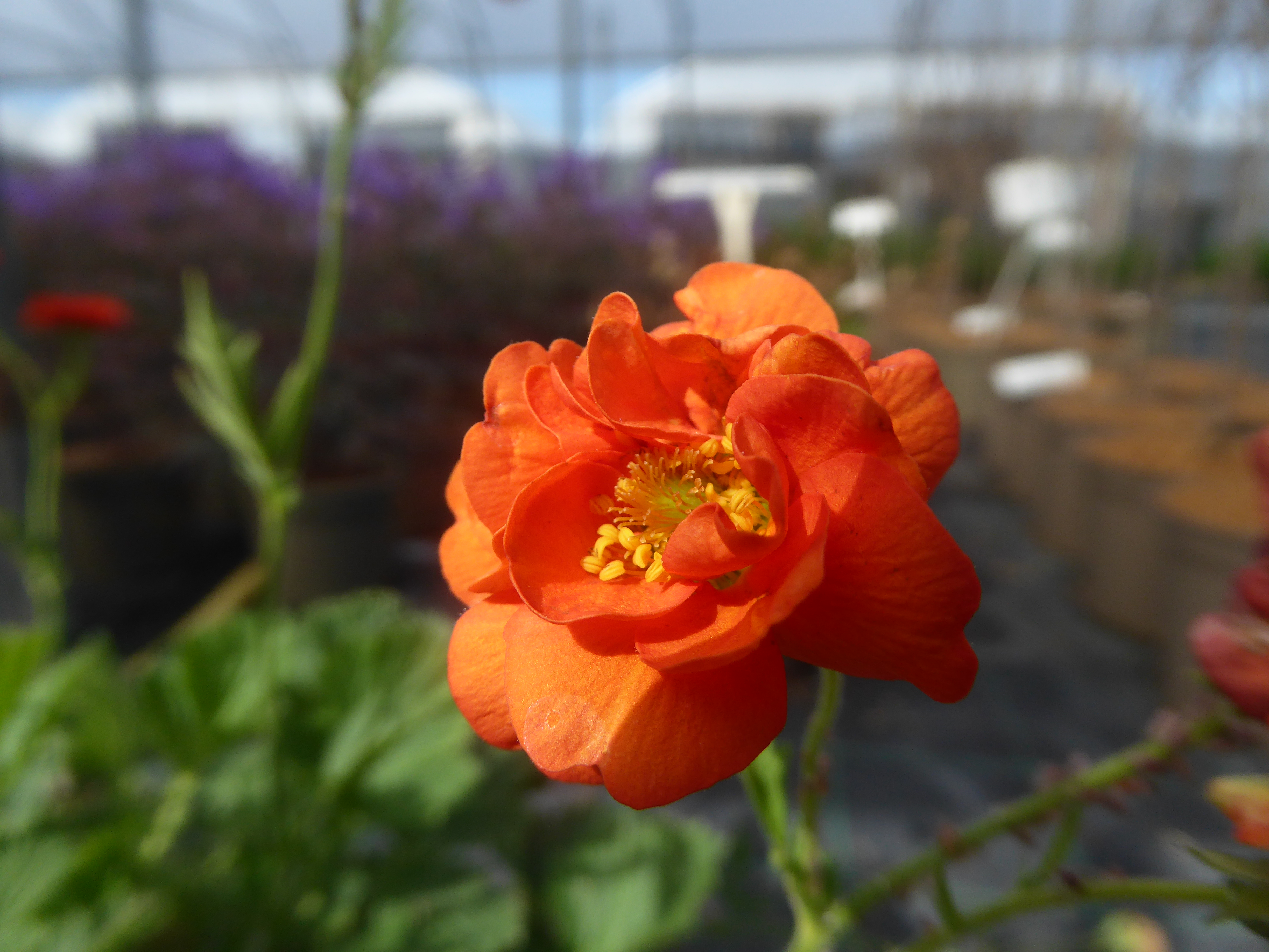 Geum Massimo Giallo