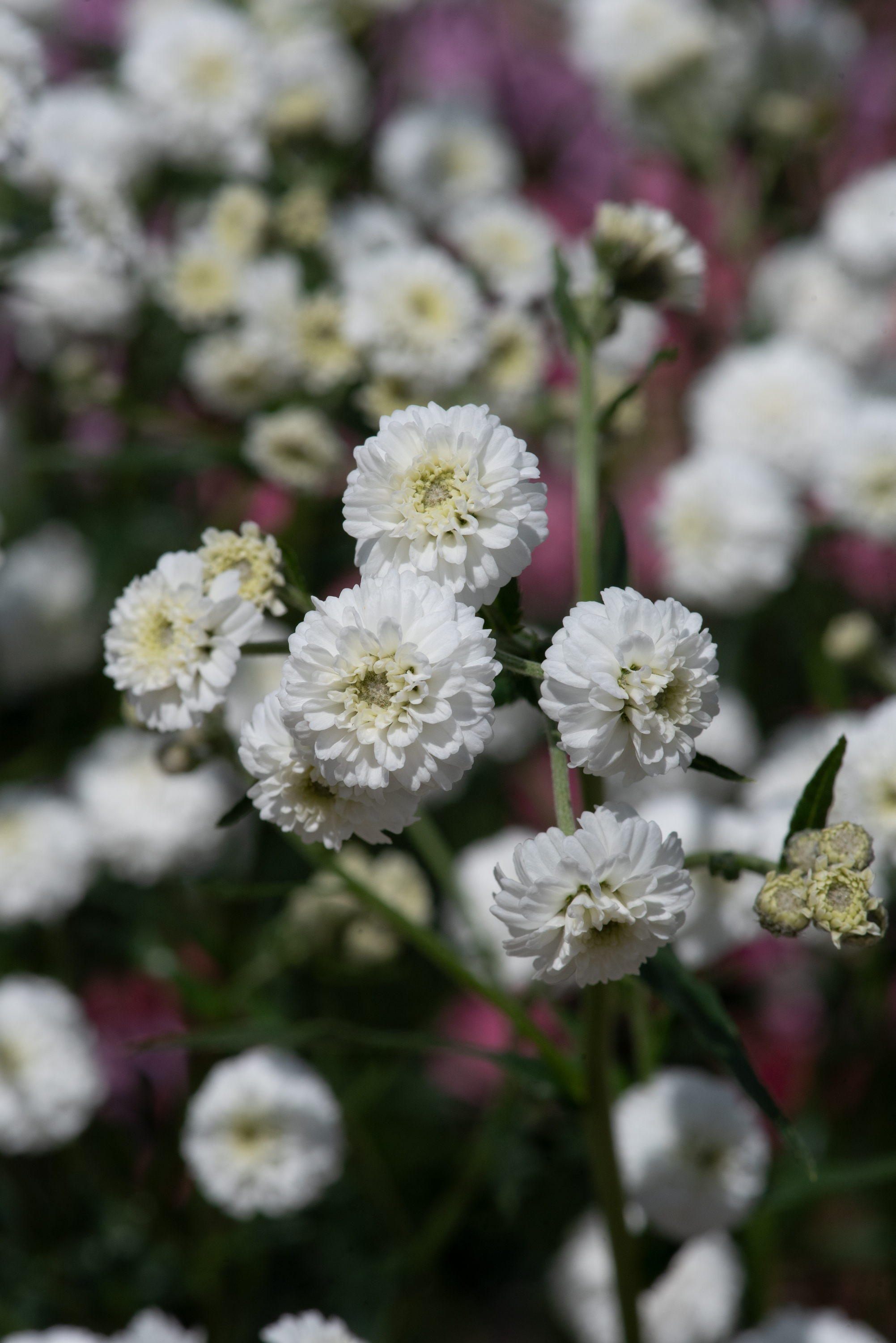 Achillea Peter Cottontail
