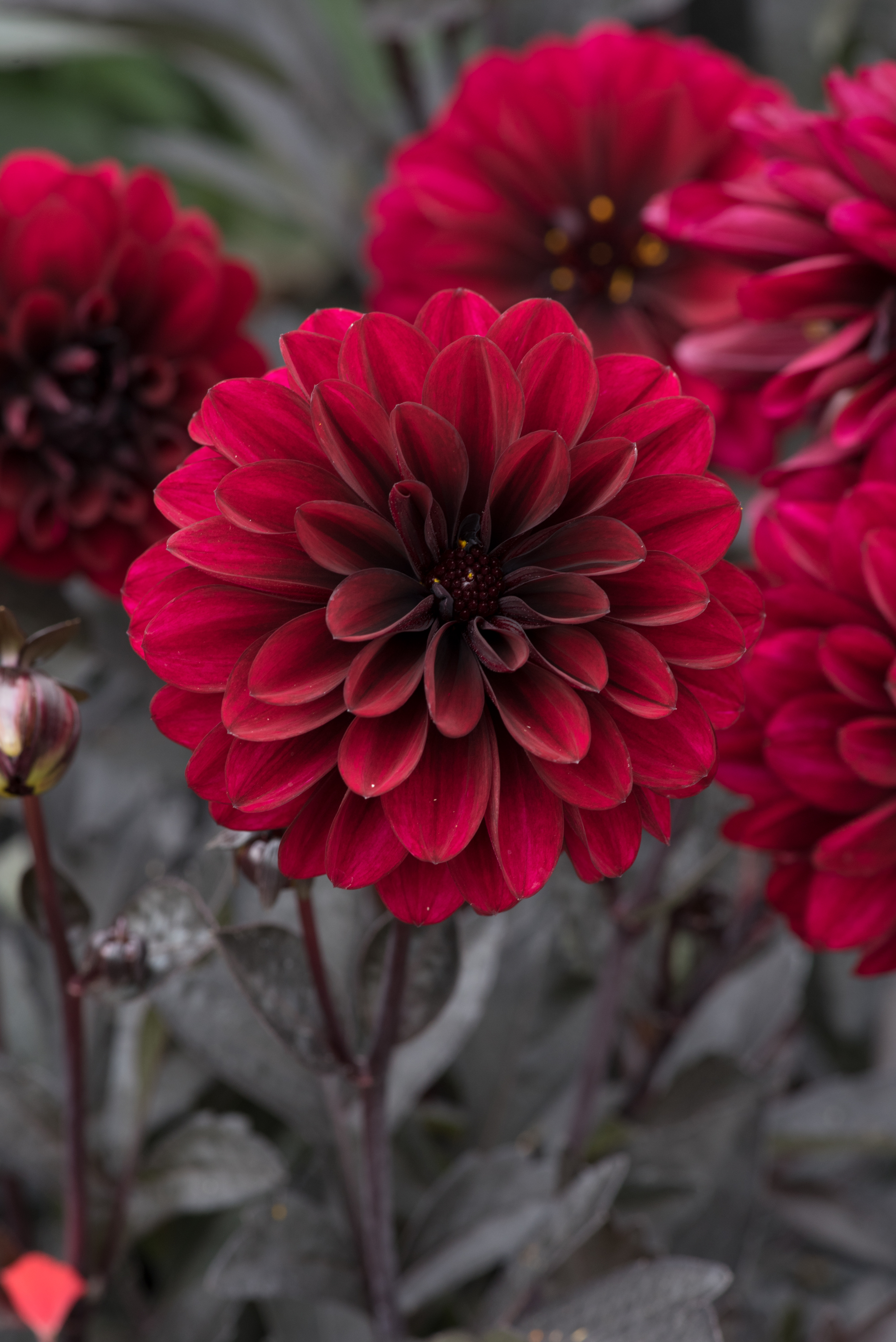 Dahlia Dark Aruna