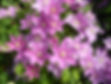 Clematis Abilene