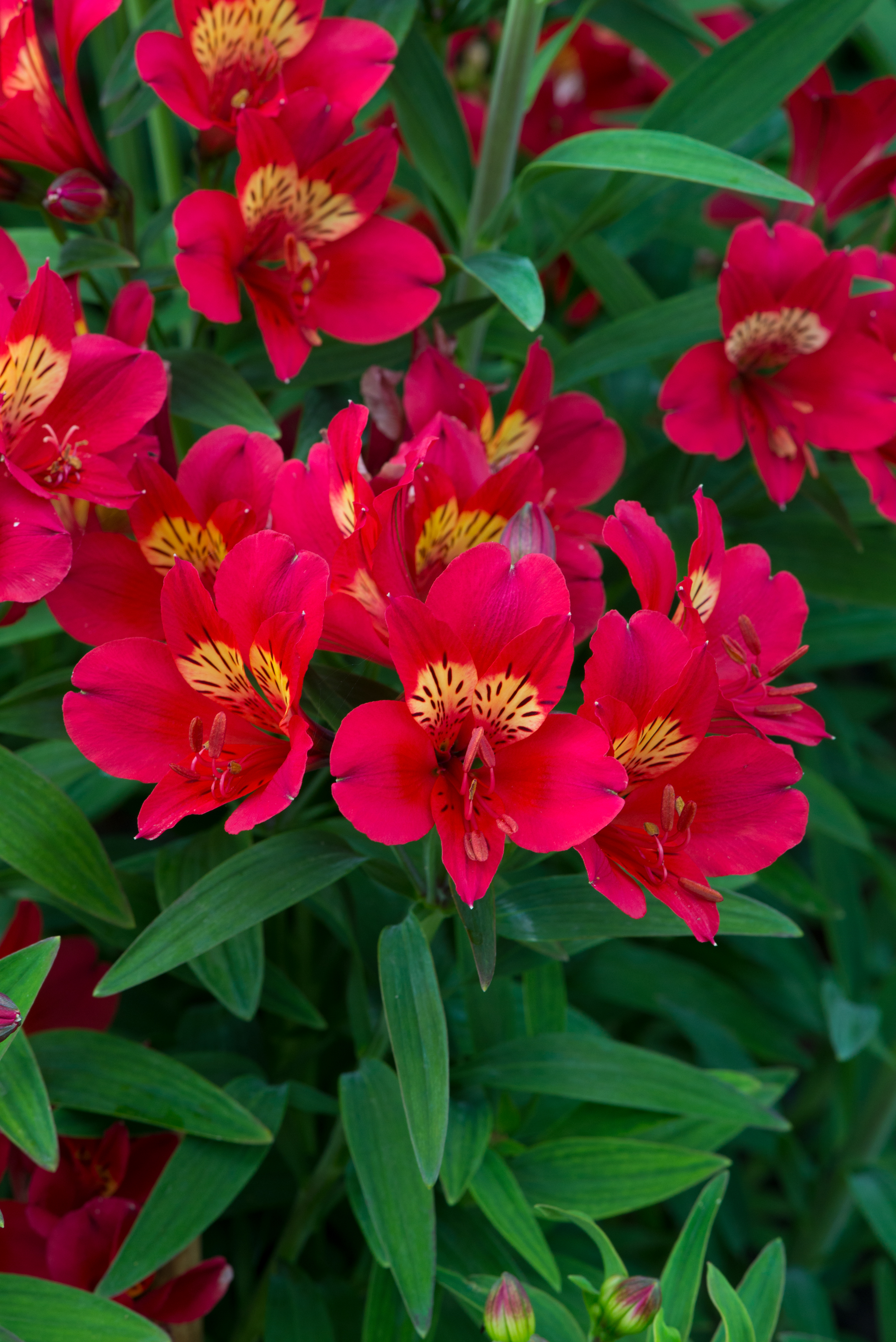 Alstromeria Summer Pepper