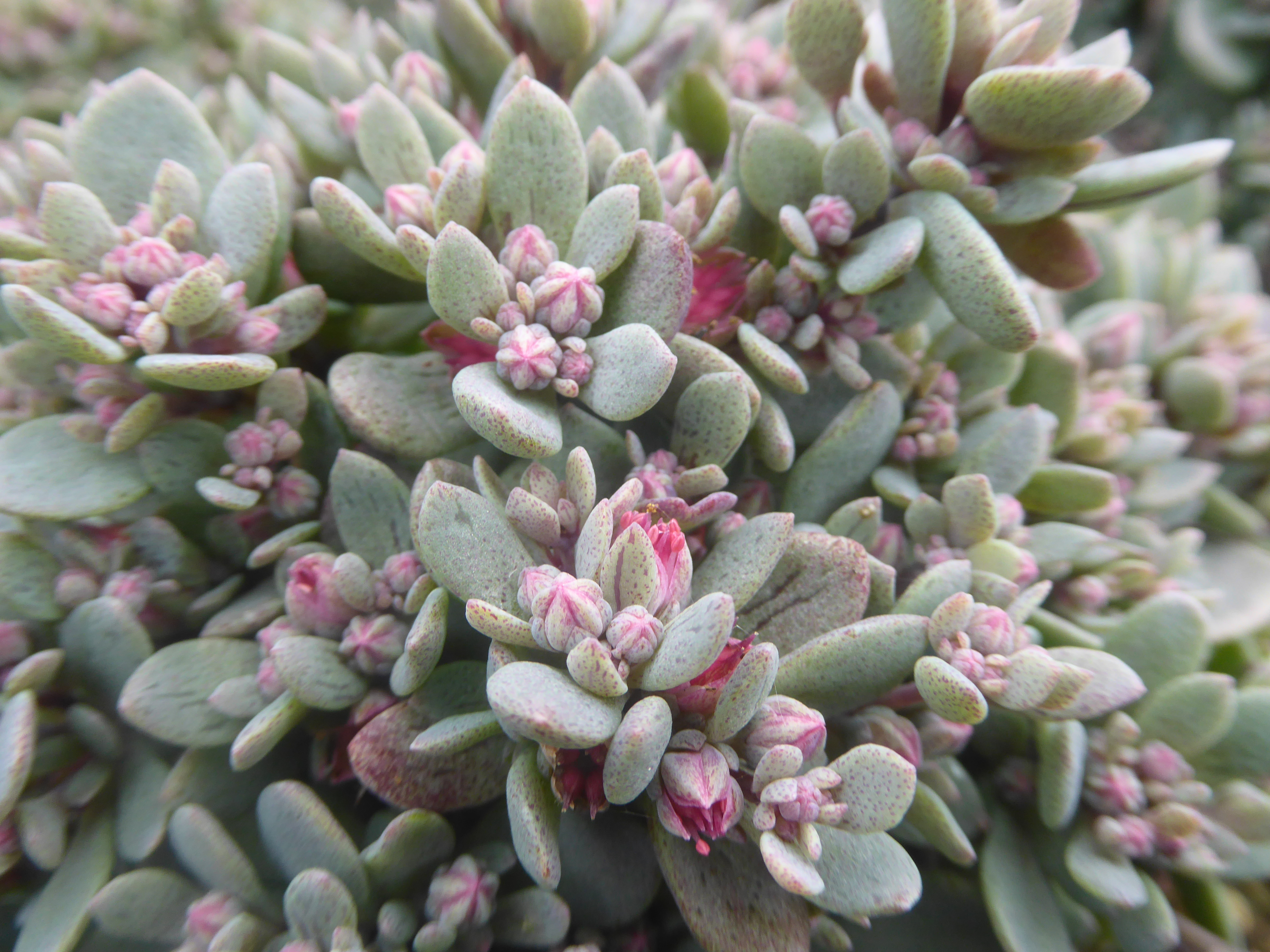 Sedum Cosmic Comet