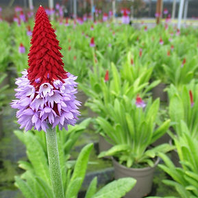 Primula Vialii