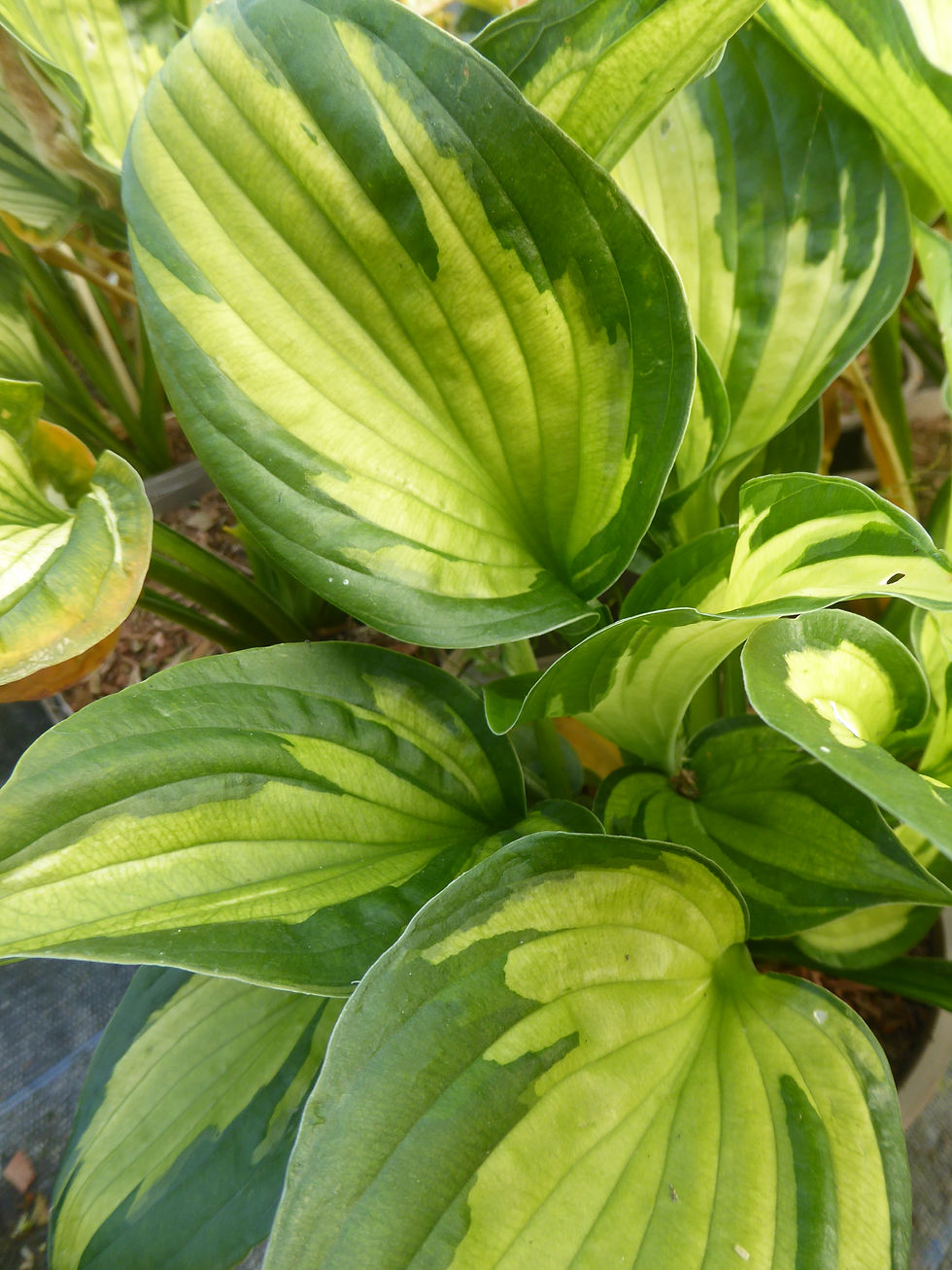 HOSTA Coloured Hulk/2