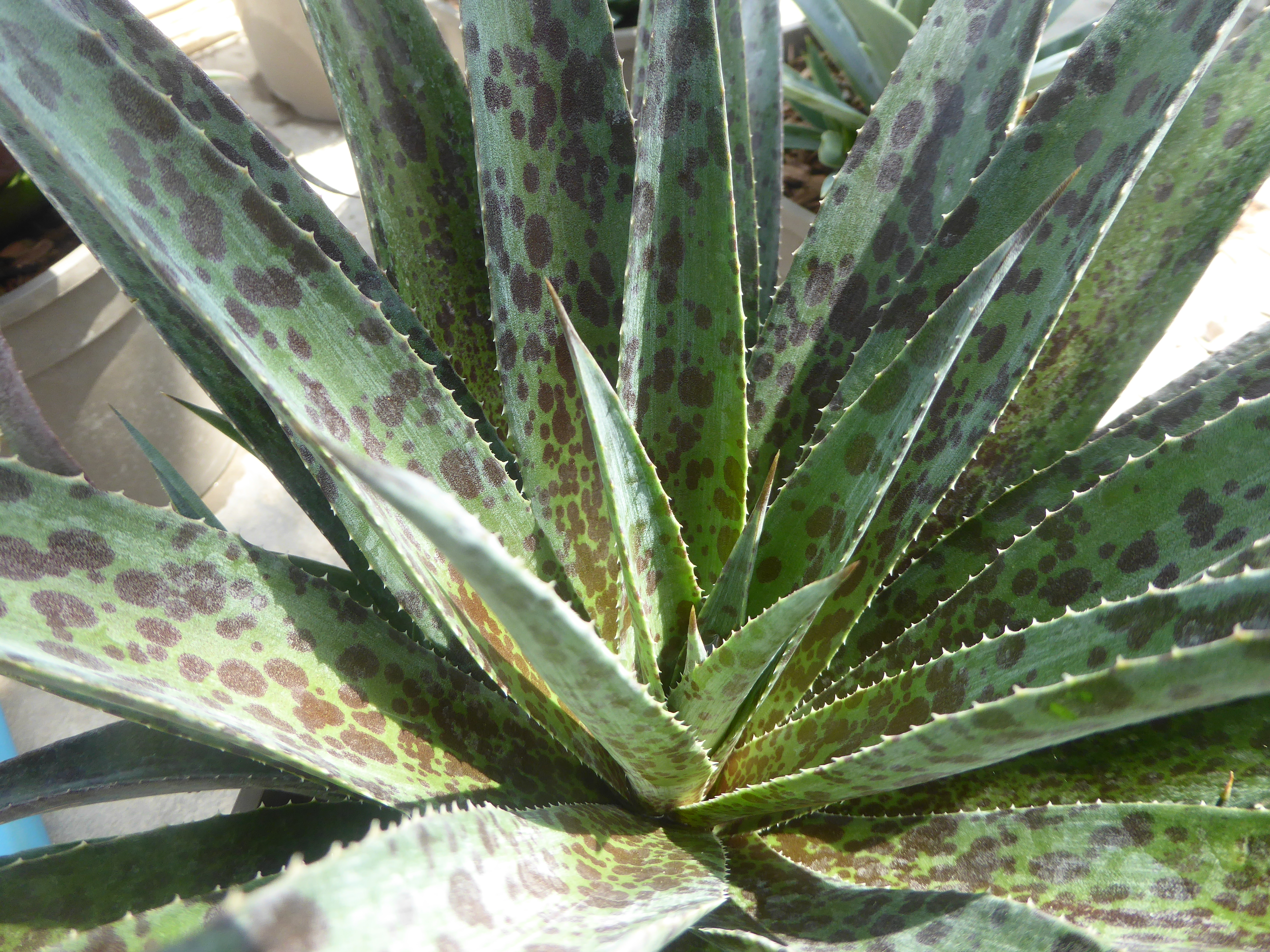 MANGAVE In Variety