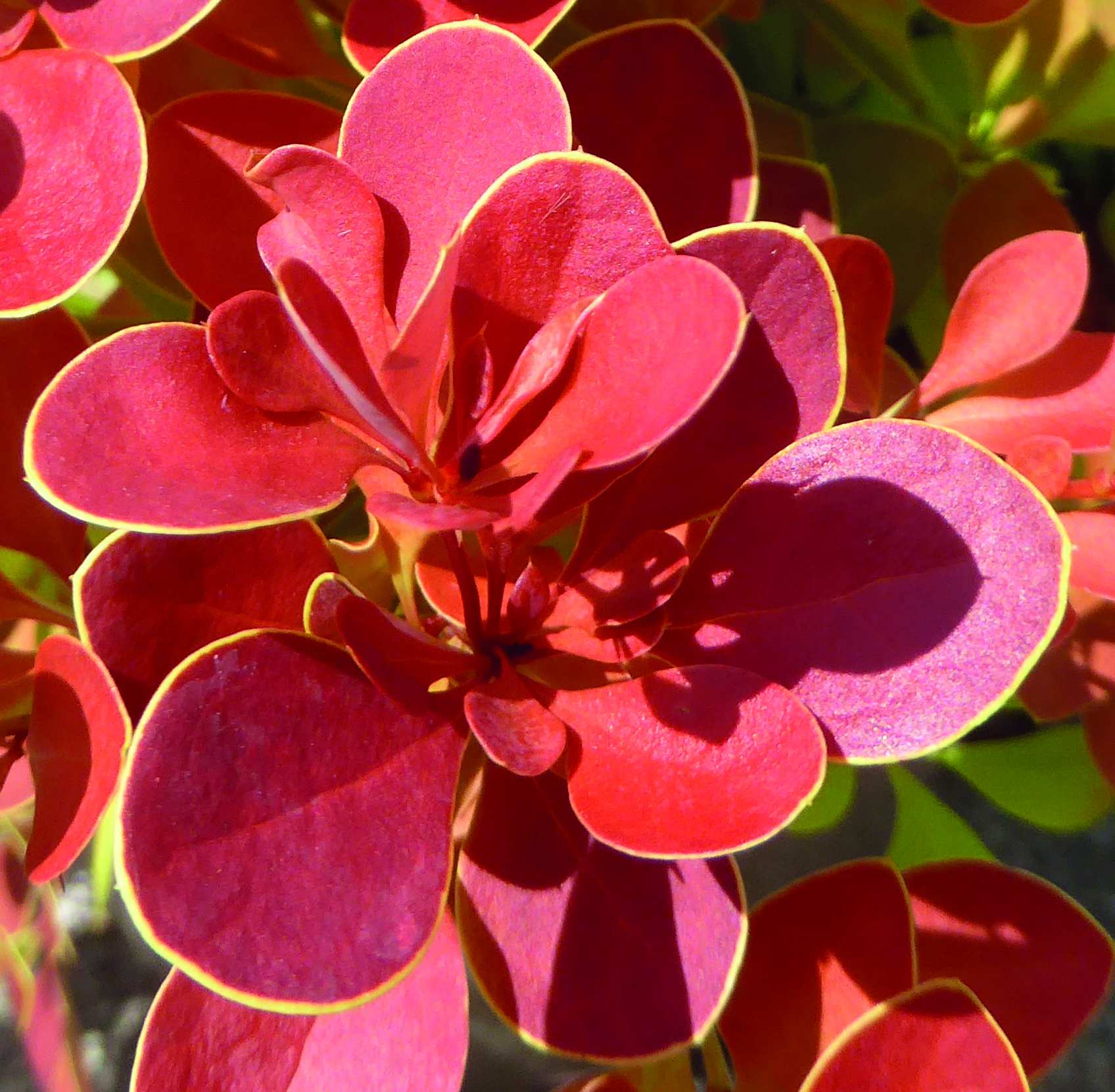 Berberis Neon