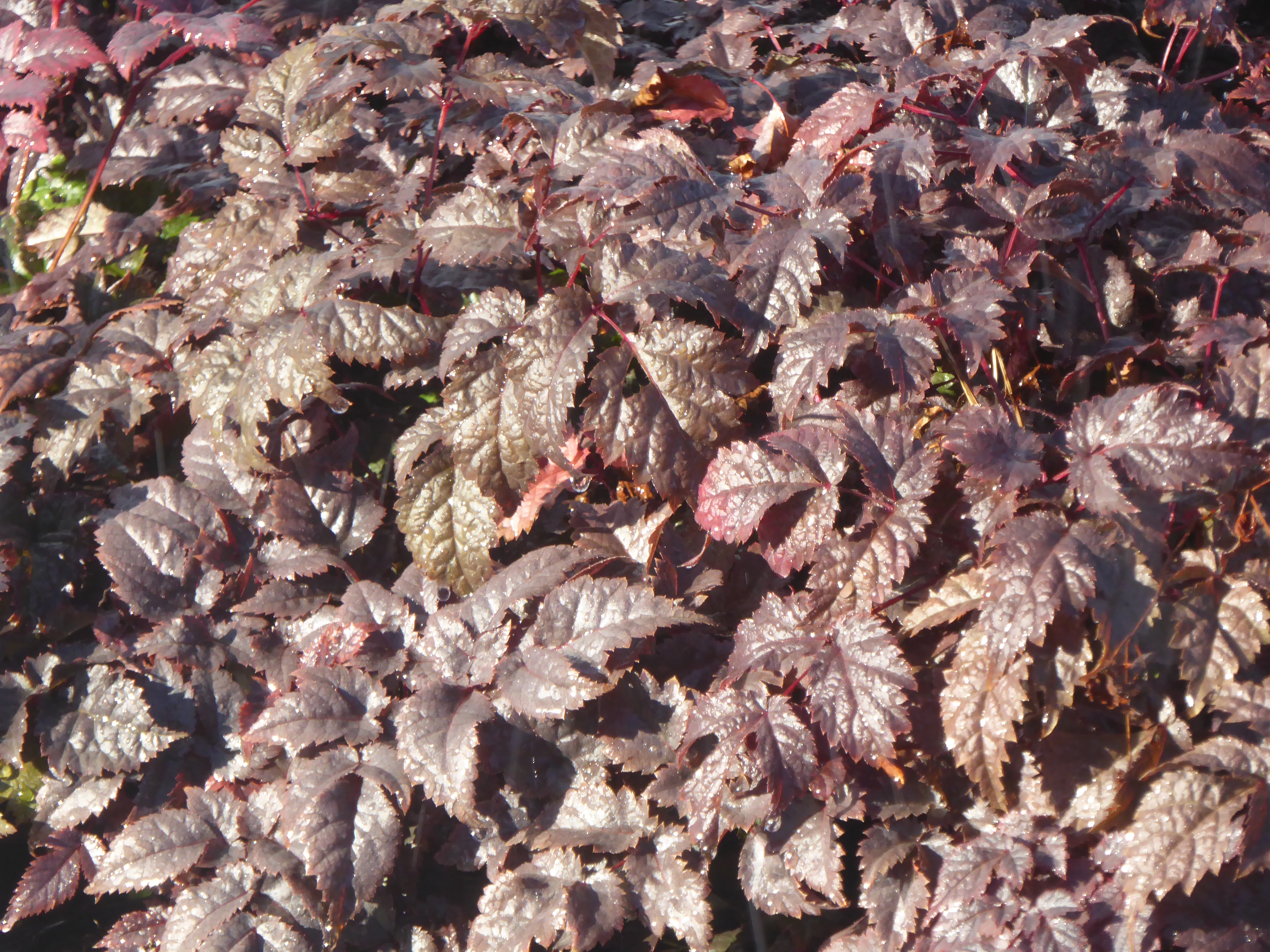 ASTILBE Chocolate Shogun