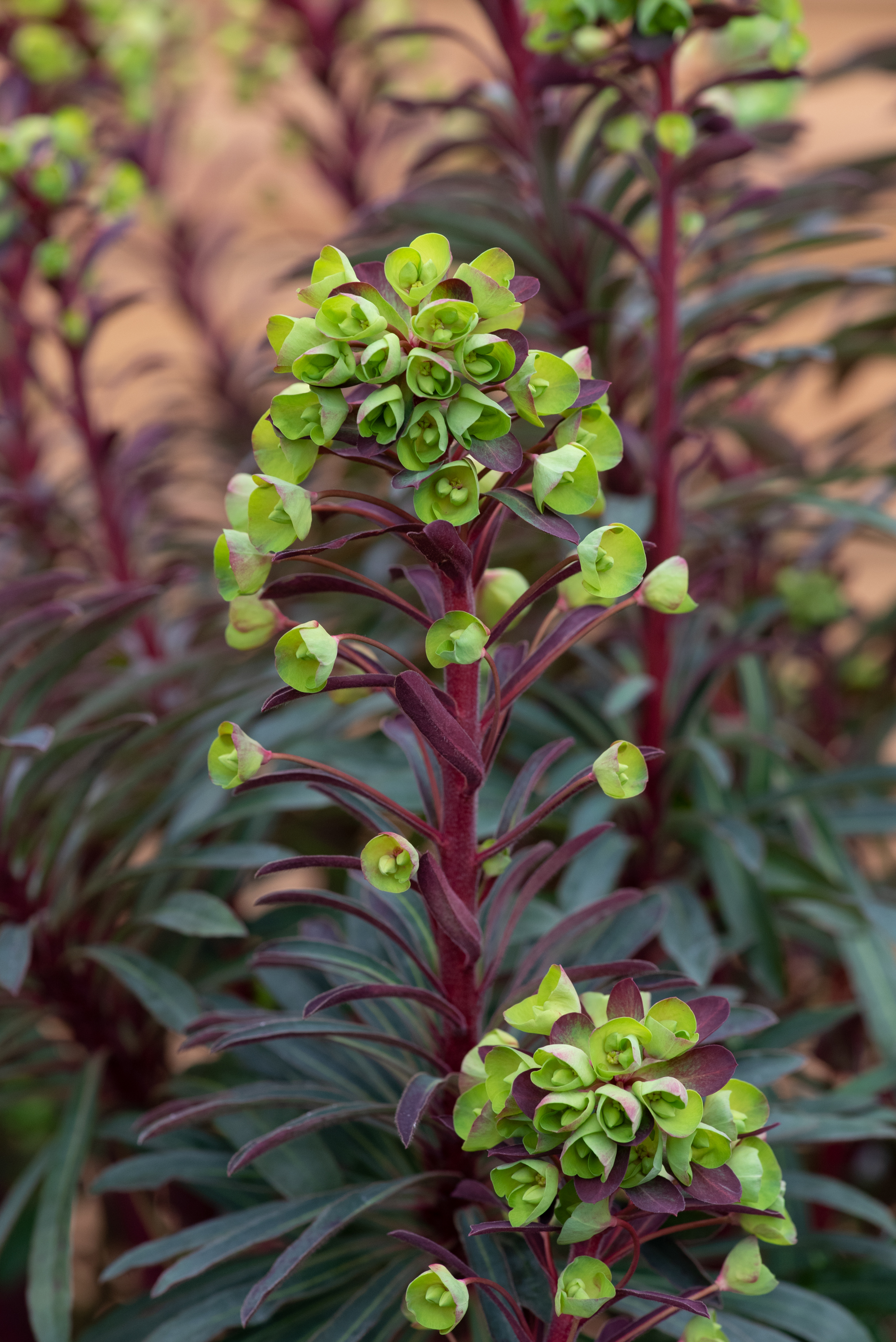 Euphorbia Miners Merlot