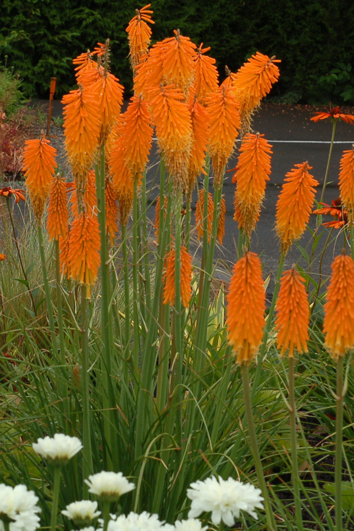 Knifophia Mango Popsicle