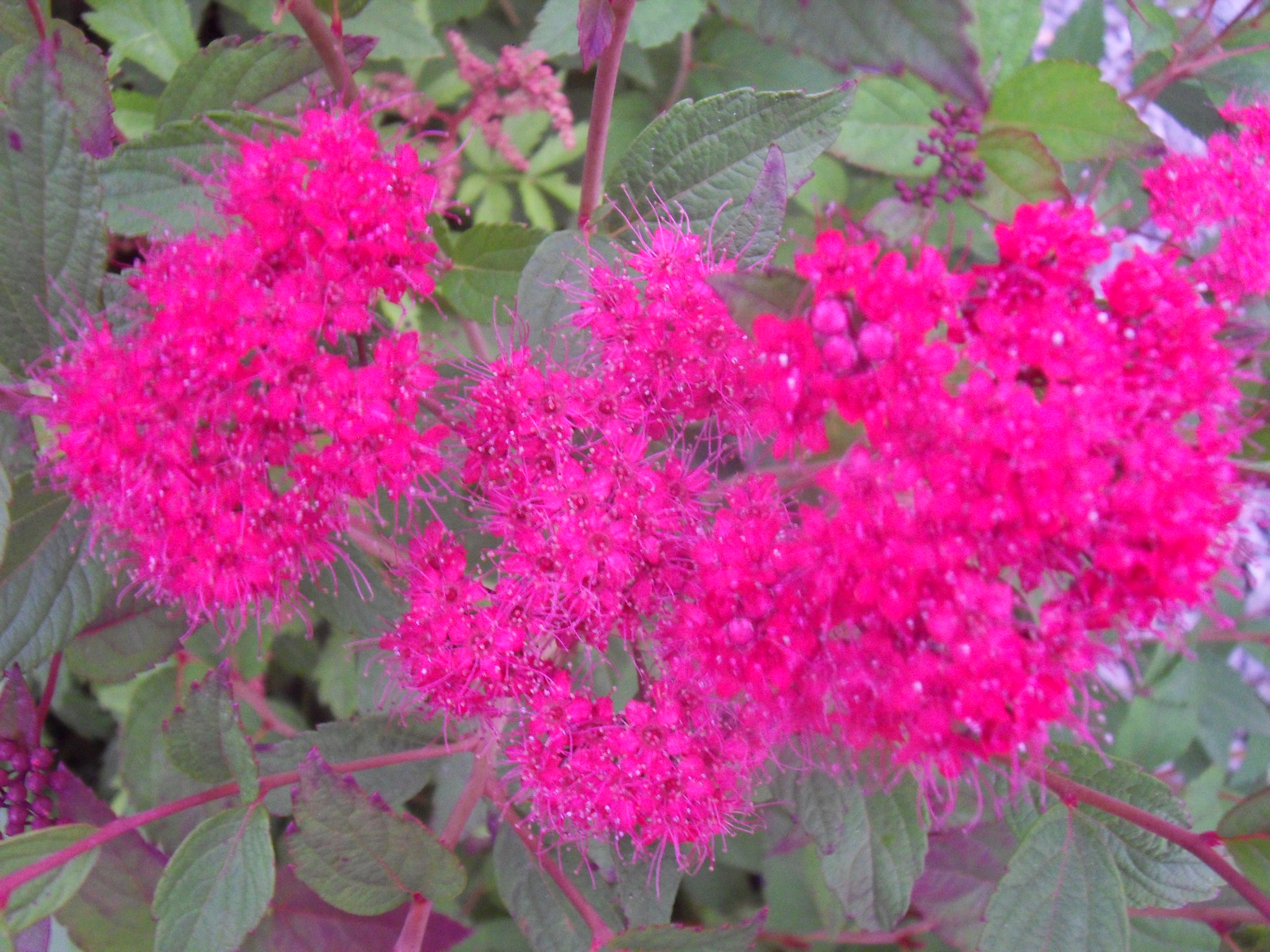 Spiraea Neon Pink