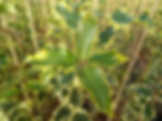 Ilex Madame Briot.JPG
