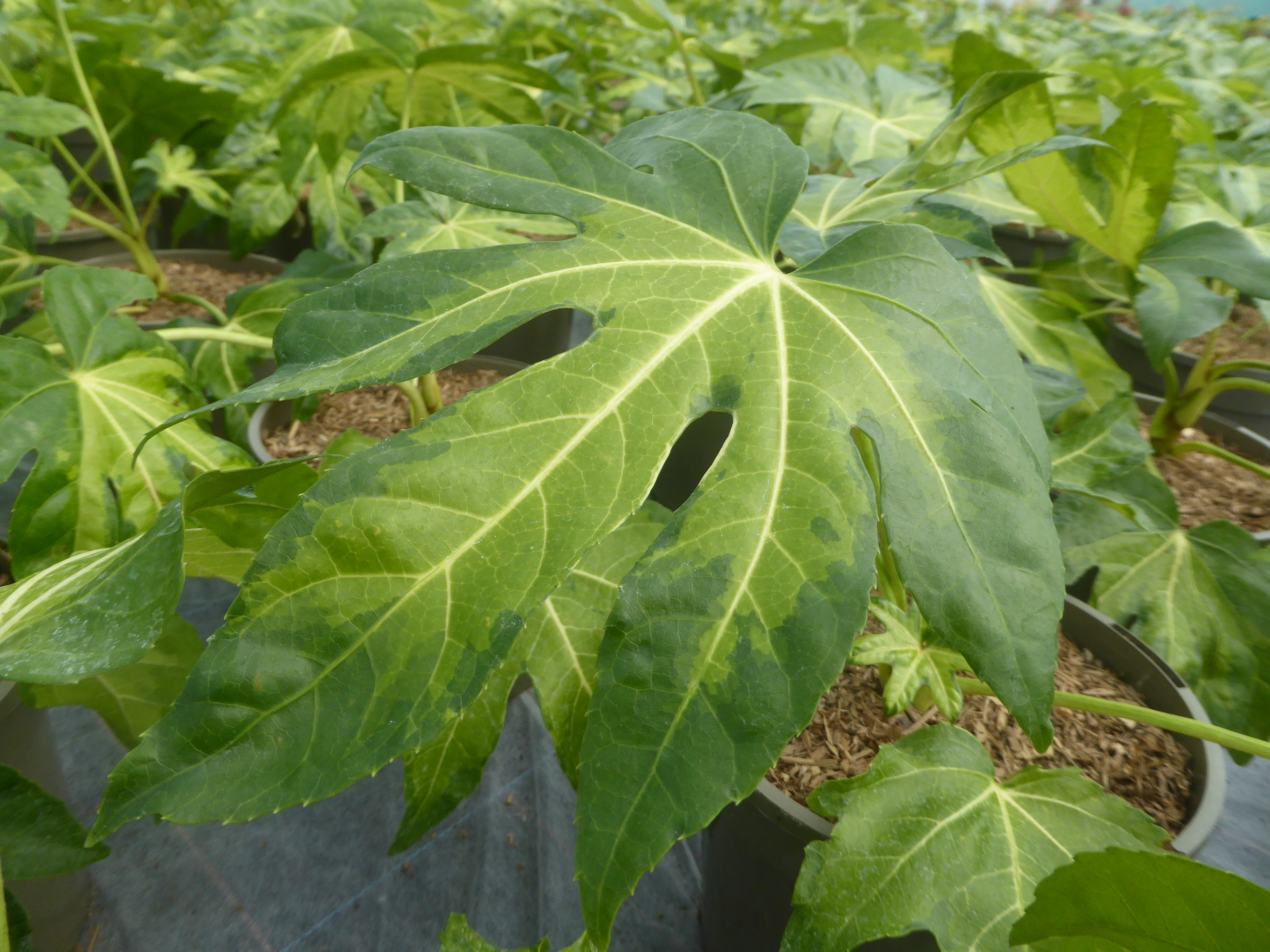 Fatsia Camouflage