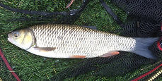 Michael Oliver - Chub 4lb 13oz Lake Record