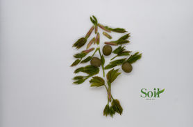 Copy of DSC_0361.jpeg