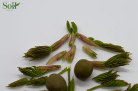 Copy of DSC_0367.jpeg