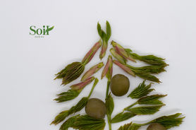 Copy of DSC_0376.jpeg