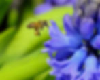 Basics of Beekeeping