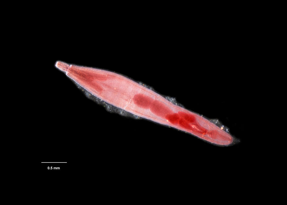 acanthocephala.jpg
